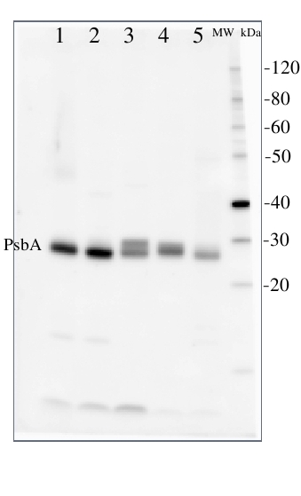 PsbA western blot detection